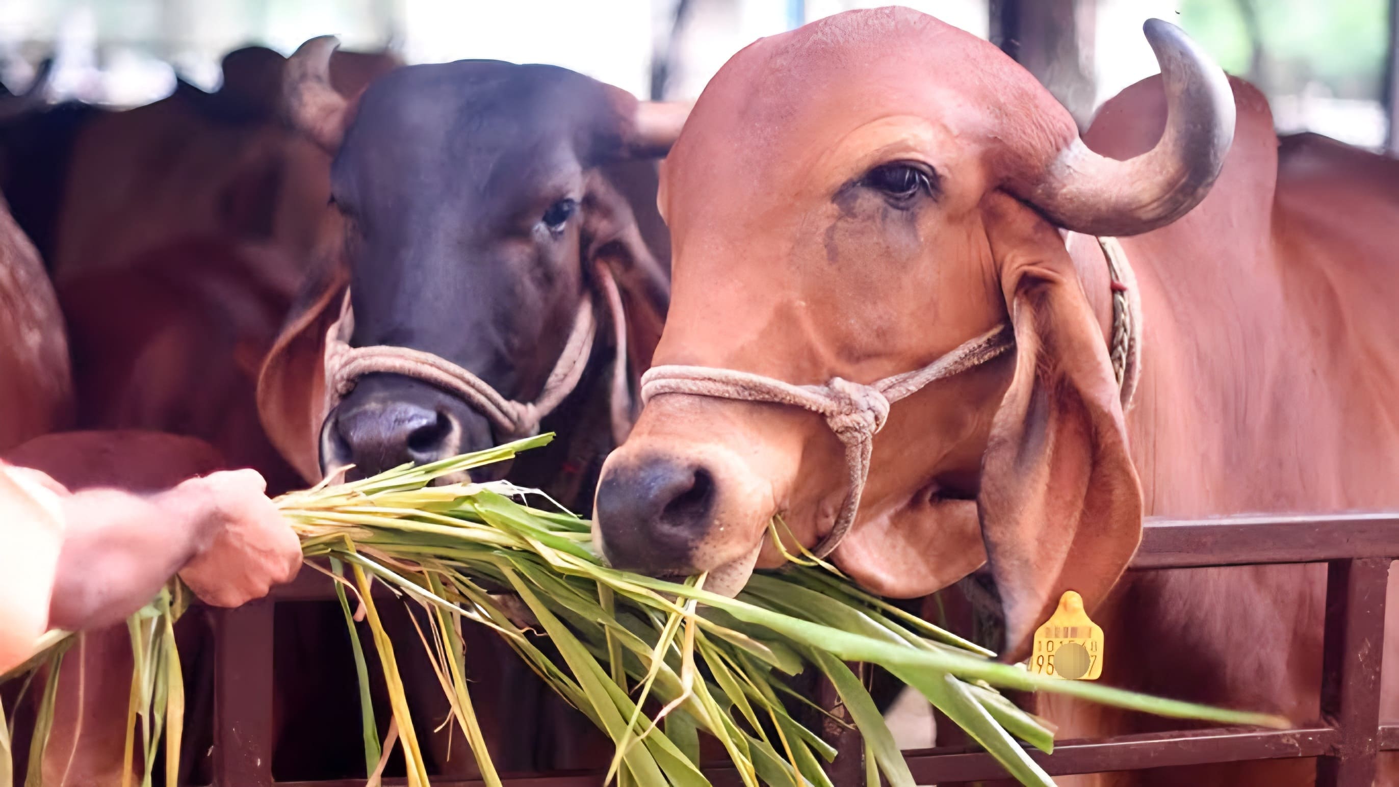 Ahimsa Milking